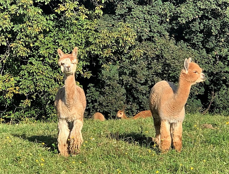 Lamas