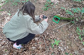 Frau fotografiert Pflanze