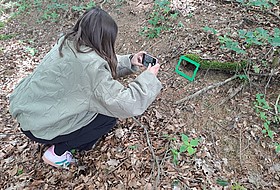 Frau fotografiert Pflanze